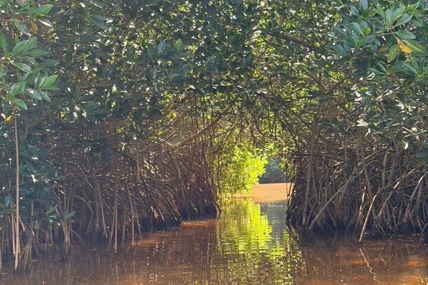 A mangrove forest with water reflecting the trees. 4