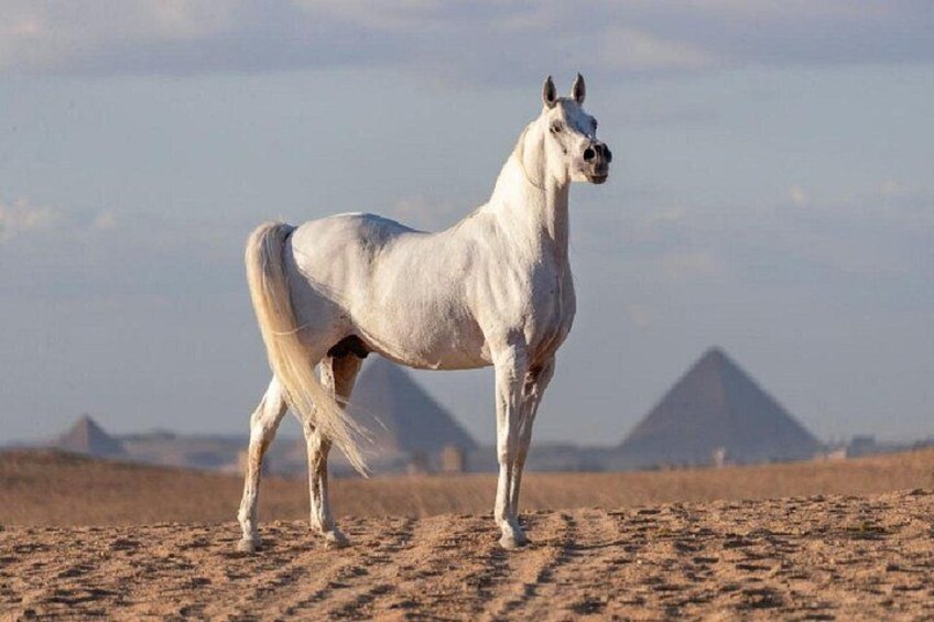 A white horse standing on a sandy terrain with pyramids in the background. 2