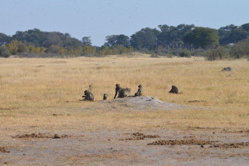 A group of elephants in a dry grassland with sparse trees in the background. 4