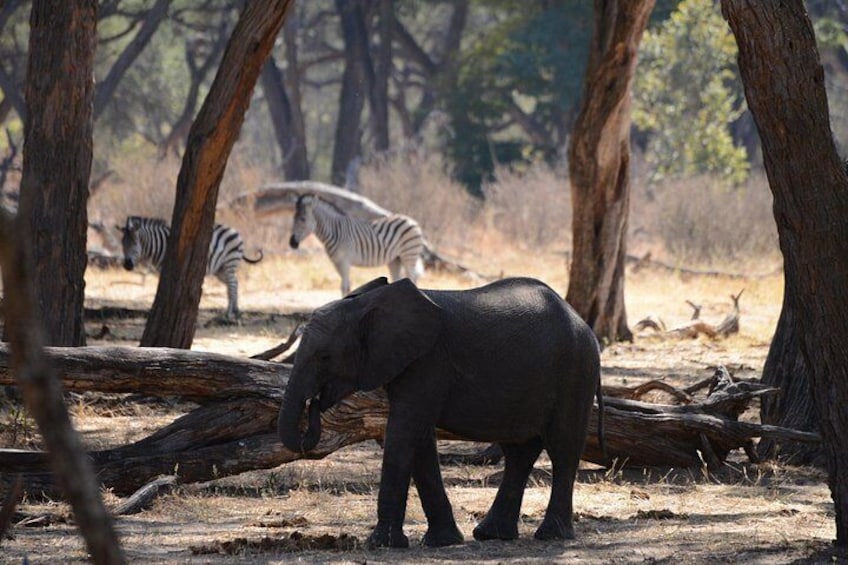 An elephant in a dry, wooded area with trees and a fallen log. 5