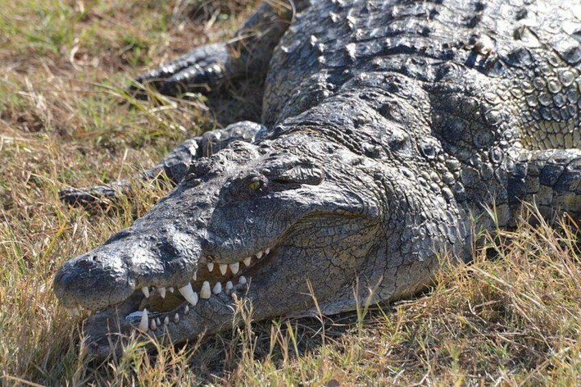 A crocodile lying on dry grass. 1