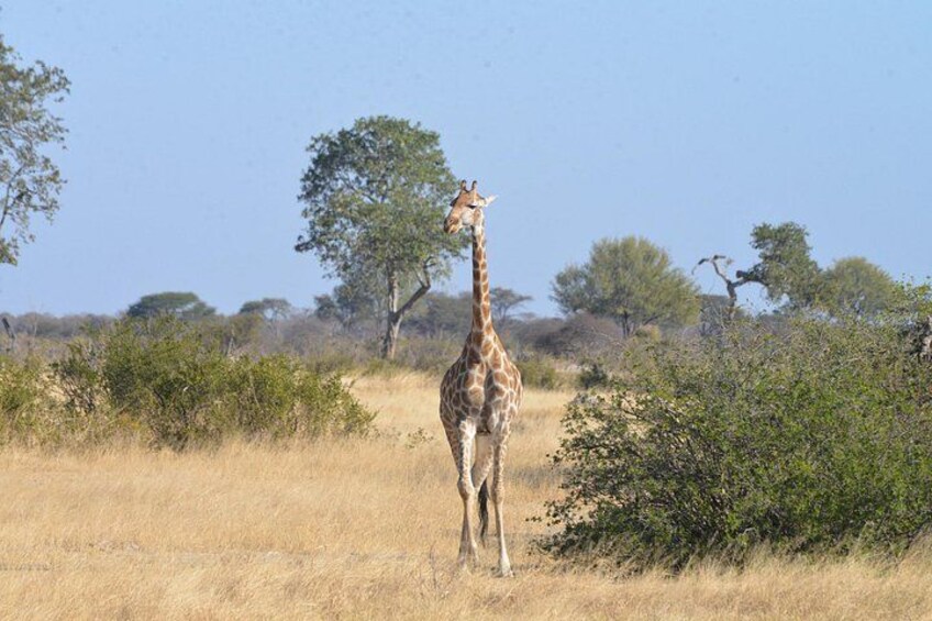 A giraffe standing in a grassy field with trees in the background. 3