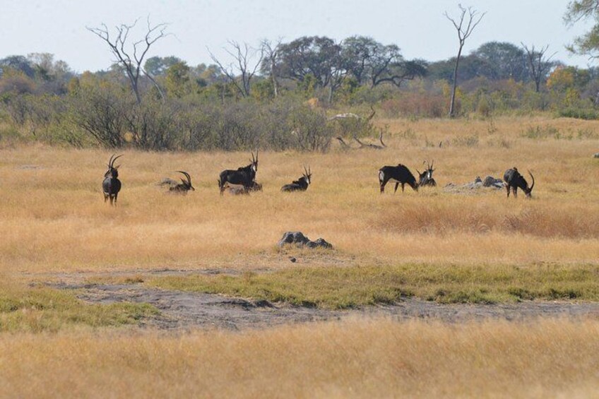 A group of antelopes grazing in a dry grassland with sparse trees in the background. 2