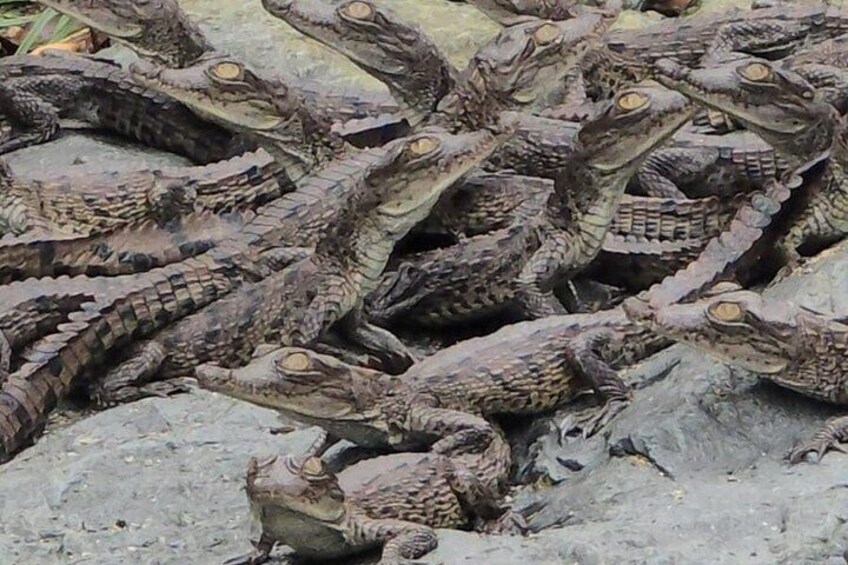 A group of crocodiles on a rocky surface. 5