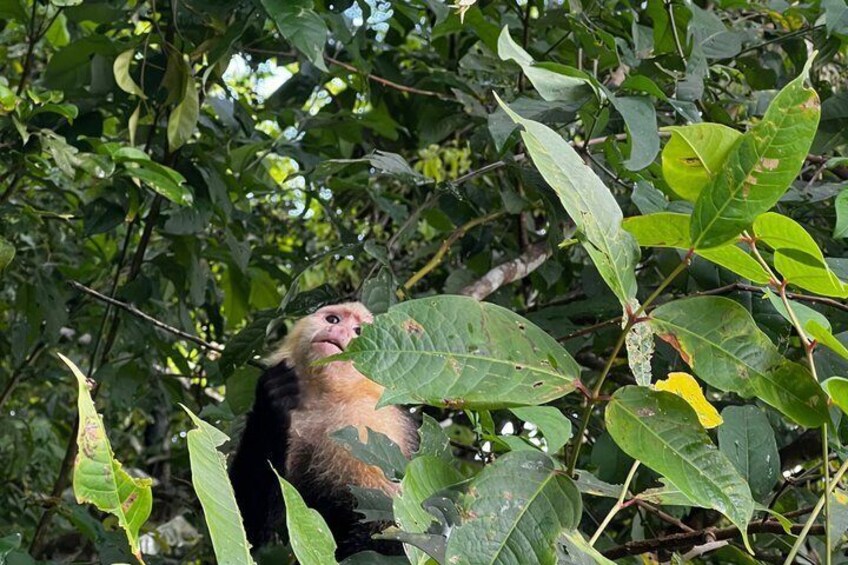 A monkey clinging to a tree branch amidst dense foliage. 2