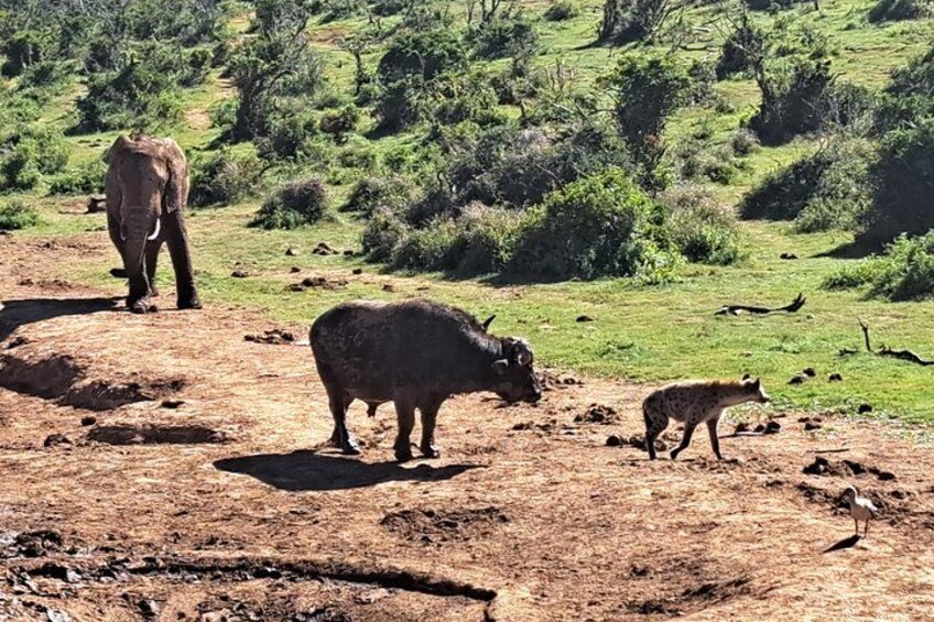 A landscape with a buffalo, a hyena, and an elephant. 2