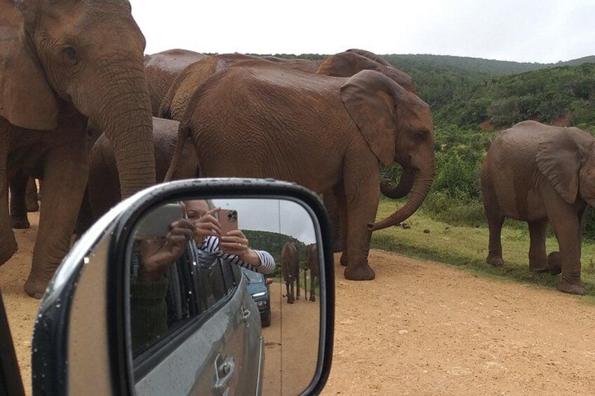 A vehicle with a person taking a photo of elephants. 1