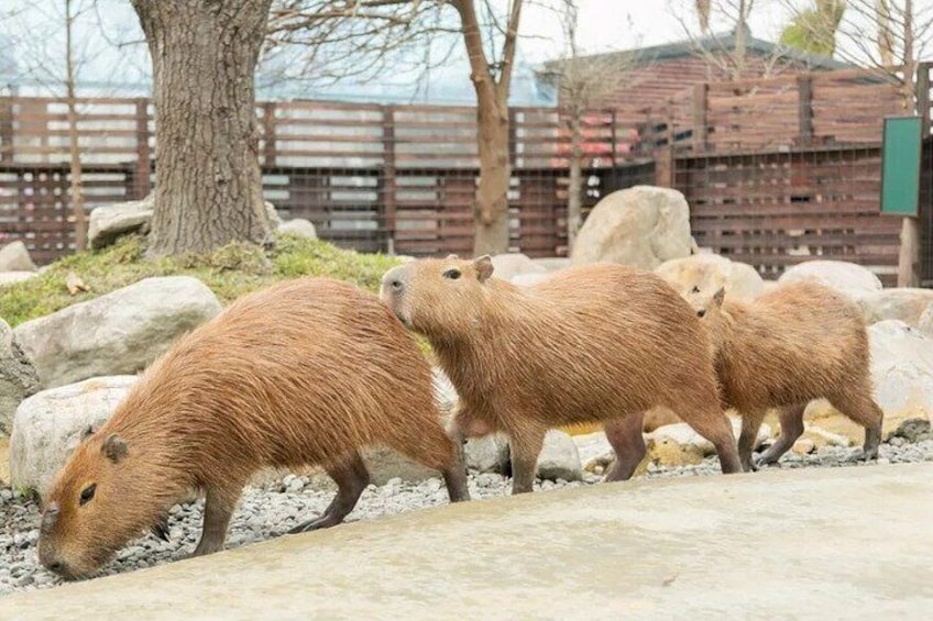 A group of capybaras in a zoo enclosure with rocks, a tree, and a wooden fence. 1