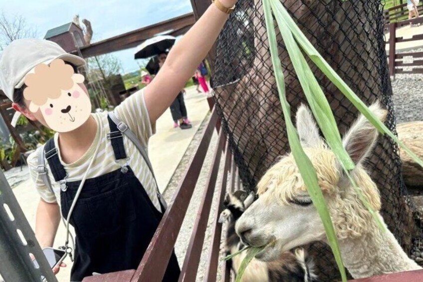 Yilan Children's Folkgame Festival & Animal Kingdom Day Tour 3