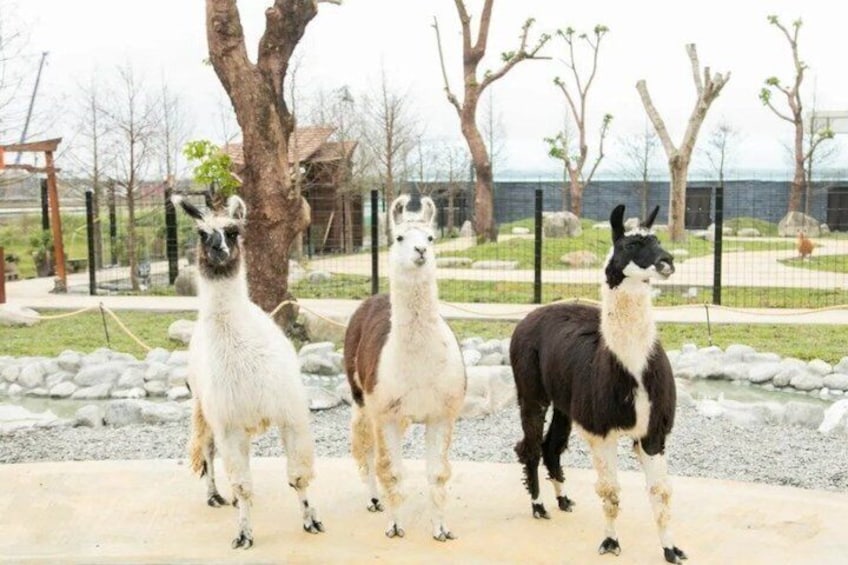 Three llamas standing in a fenced enclosure with trees and a gravel path in the background. 2