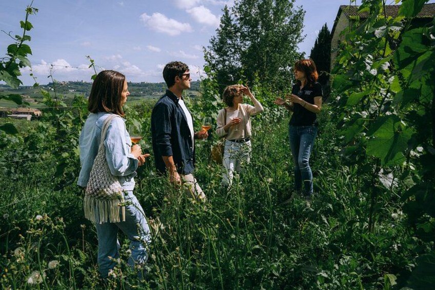 Vineyards tour 1