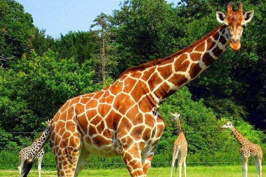A giraffe standing in a grassy area with trees in the background. 5