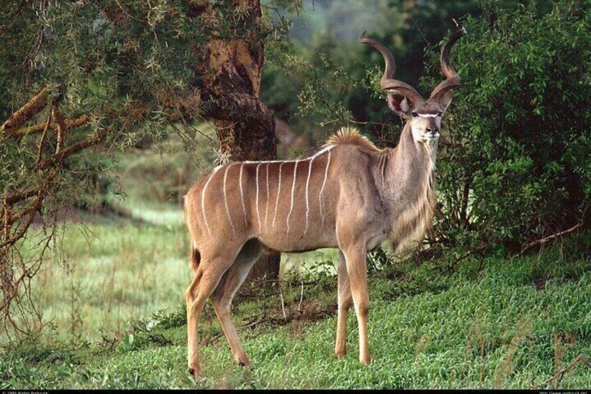 Un antílope kudu de pie en un campo con hierba y árboles al fondo. 5