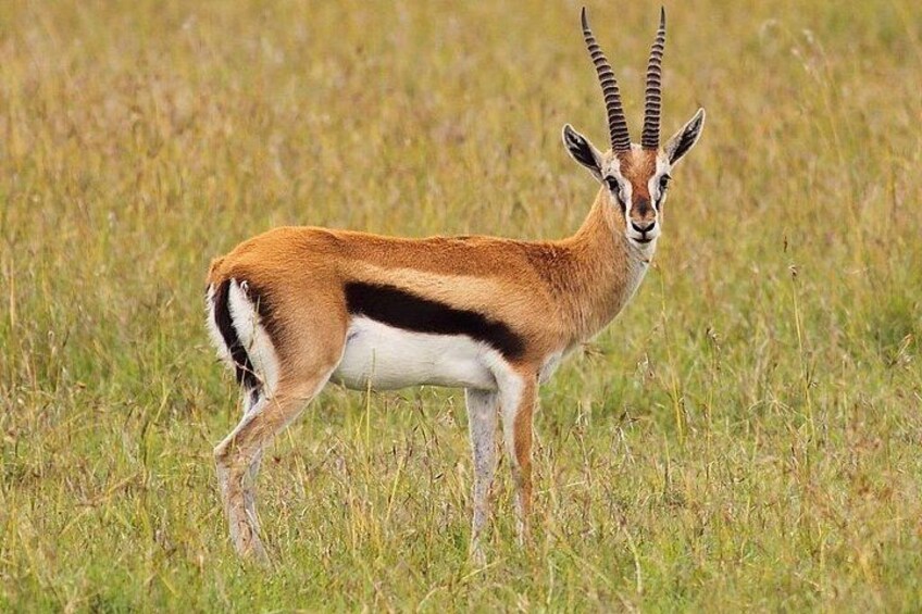 A gazelle standing in a grassy field. 3