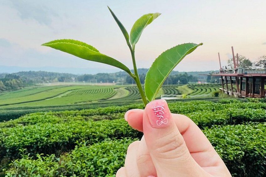 A hand holding a plant with a tea plantation in the background. 4