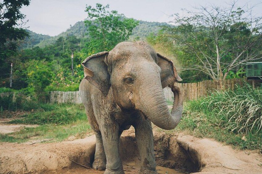 En elefant som står i ett lerigt inhägnat område med en smutsig stig och grönska i bakgrunden. 2