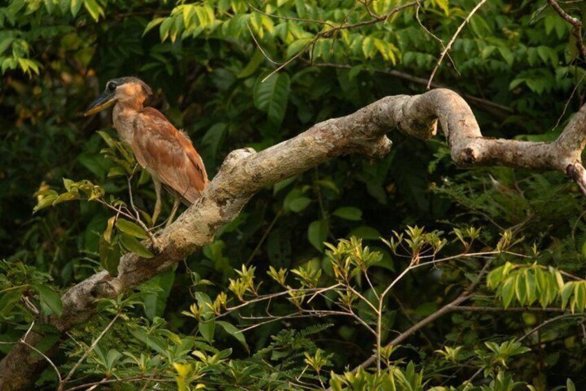 7 Day Amazon Deep Survival Trip to Amanã lake 5