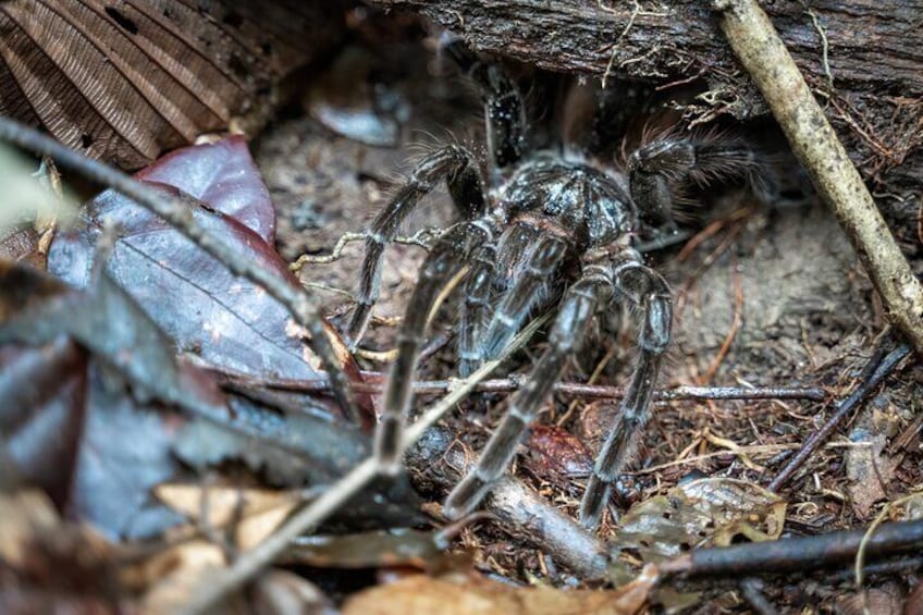 A large spider in a natural setting with dry leaves and twigs. 1