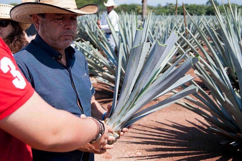 Une personne tenant une plante aux longues feuilles pointues, vraisemblablement un agave, dans un champ. 2