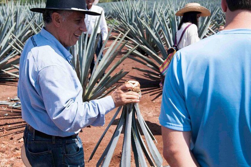 Eine Person hält eine Pflanze, möglicherweise ein Agave, in einem Feld mit anderen Personen. 2