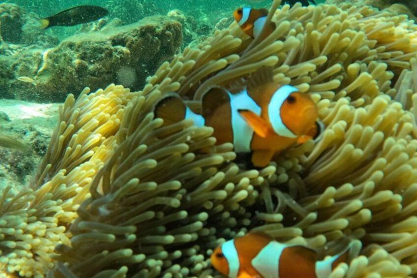 Private Experience with Fishing, Barbeque, Sashimi and Snorkeling 5
