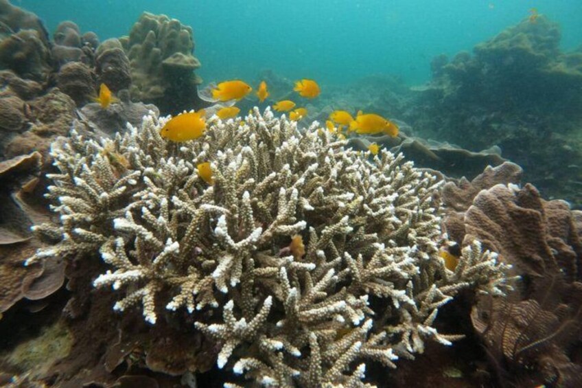 Private Experience with Fishing, Barbeque, Sashimi and Snorkeling 3