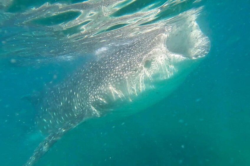 Whale Shark La Paz BCS 1