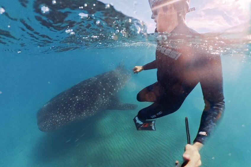 Swim with Whale Sharks #1 MUST DO IN LA PAZ 2