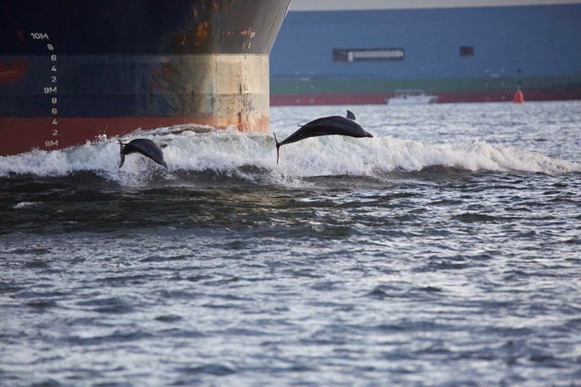 Un delfín saltando del agua cerca del casco de un barco. 2