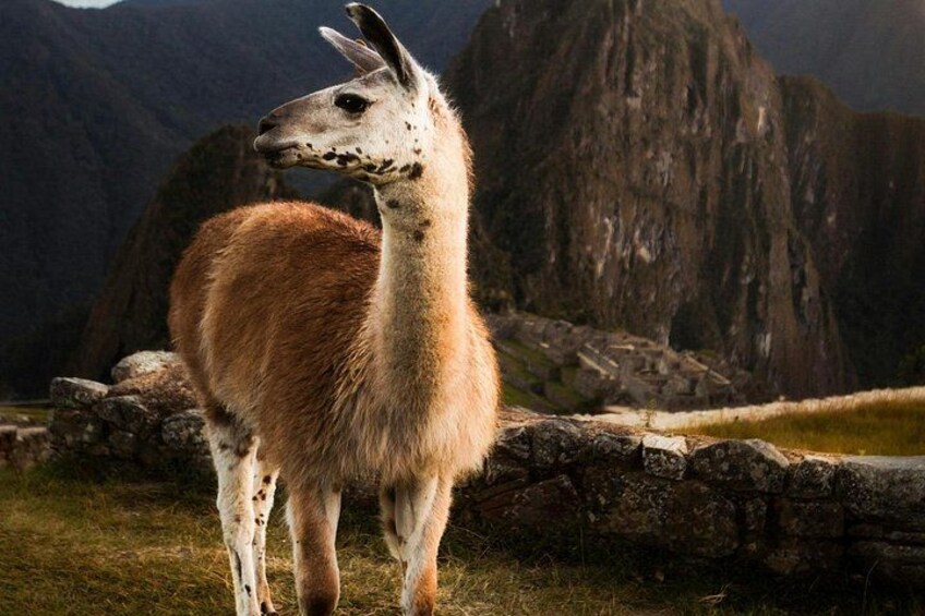 Machu Picchu Ticket, Bus & Private Guide 3