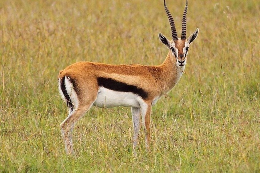 Una gacela de pie en un campo herboso. 2