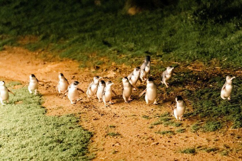 A group of penguins on a dirt path with green grass on either side. 2