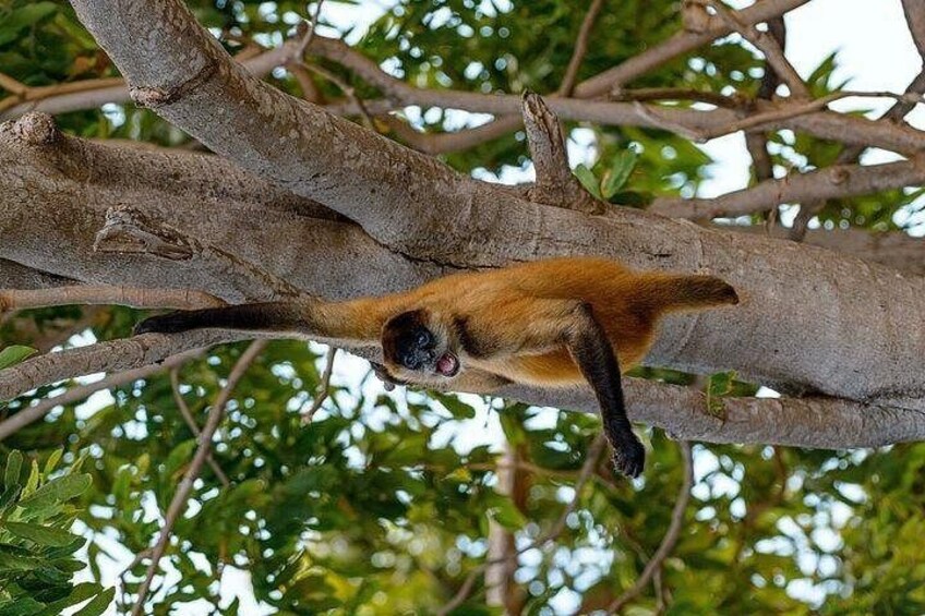 Nicaragua Full Day Experience from Costa Rica 4
