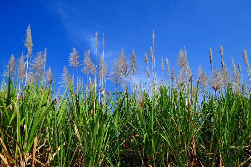 Hoog gras en bloemhoofden tegen een helderblauwe lucht. 2