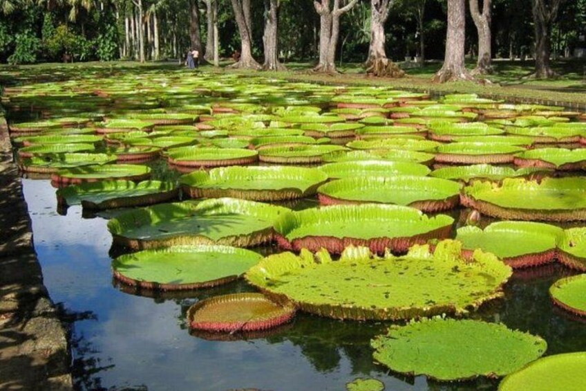 Een vijver met veel waterlelies en bomen op de achtergrond. 4