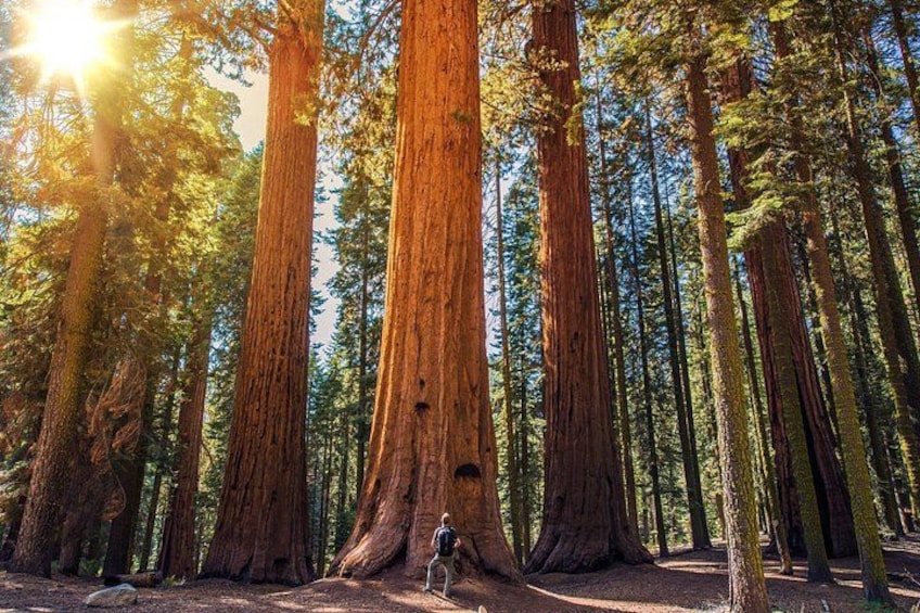 Une forêt avec de grands arbres et une personne qui fait de la randonnée. 2
