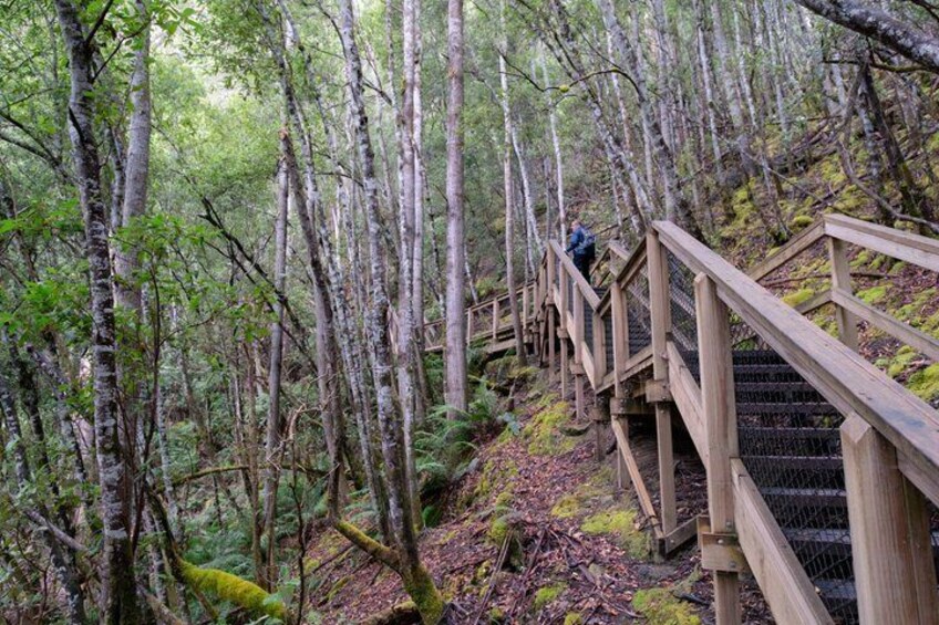 Una escalera de madera en un bosque con árboles altos y suelo cubierto de musgo. 3