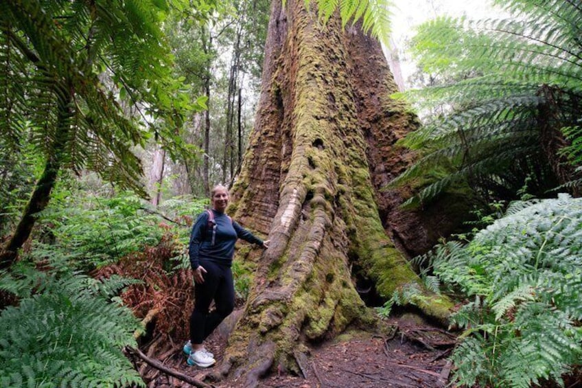 Una persona de pie junto a un árbol grande con raíces cubiertas de musgo en un bosque. 2