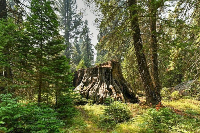 A forest with a large, weathered tree stump surrounded by dense greenery and tall trees. 5