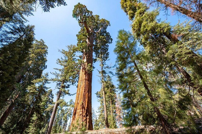 A tall redwood tree surrounded by other trees. 3