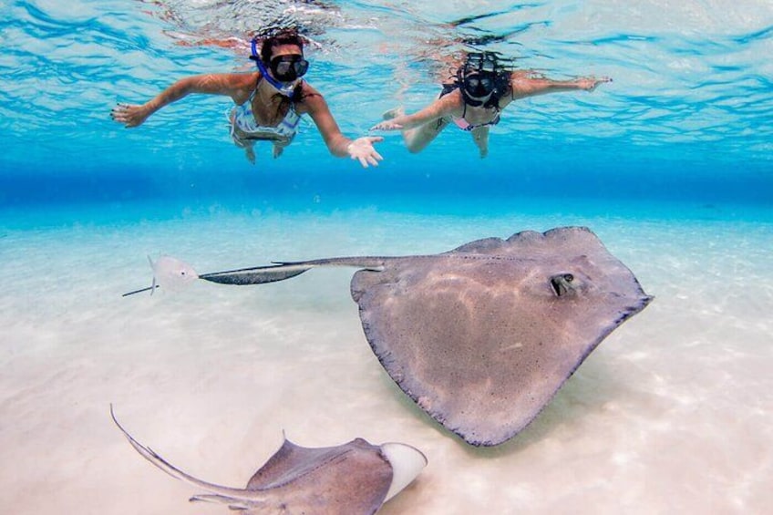 Two people snorkeling underwater with stingrays swimming nearby. 1