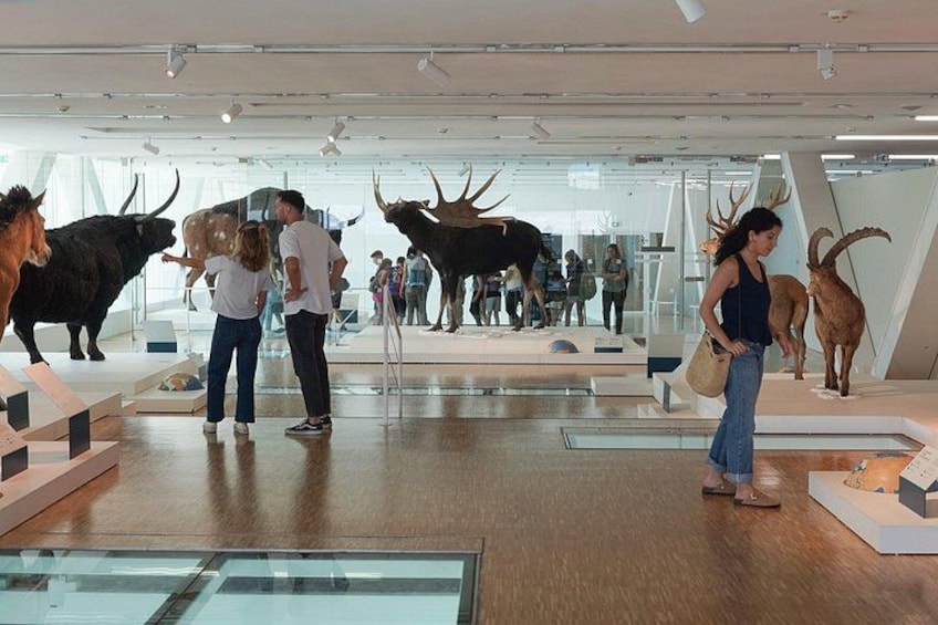 Marseille: Cosquer Cave Entry Ticket and Audio Guide 3