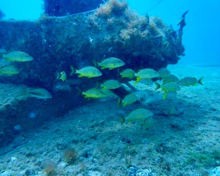 SeaTrek Tour St Maarten 5