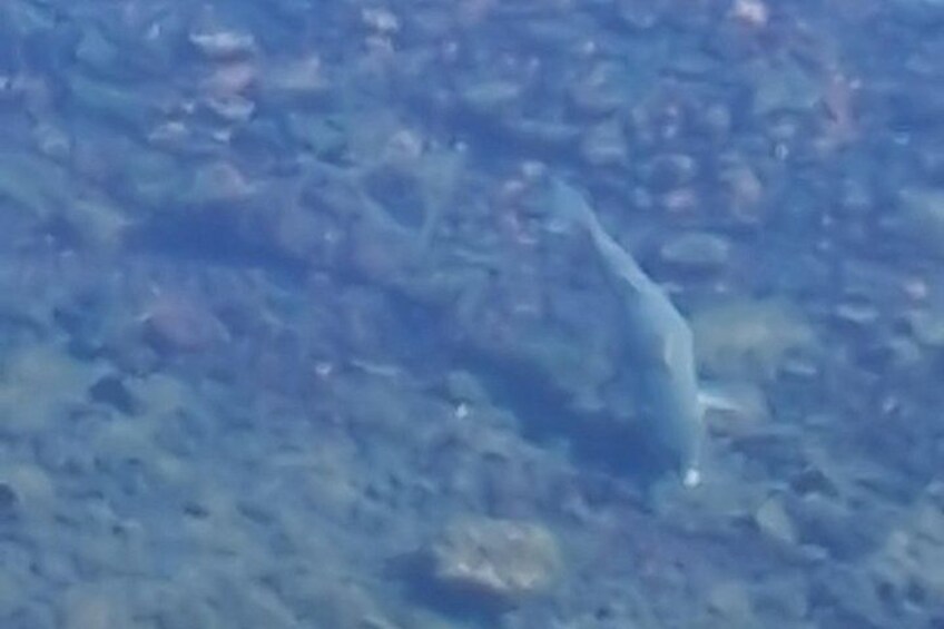 Un paysage sous-marin rocheux où nage un grand poisson. 5