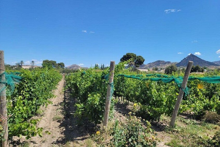 Wine Tour in and Wine Tasting 5