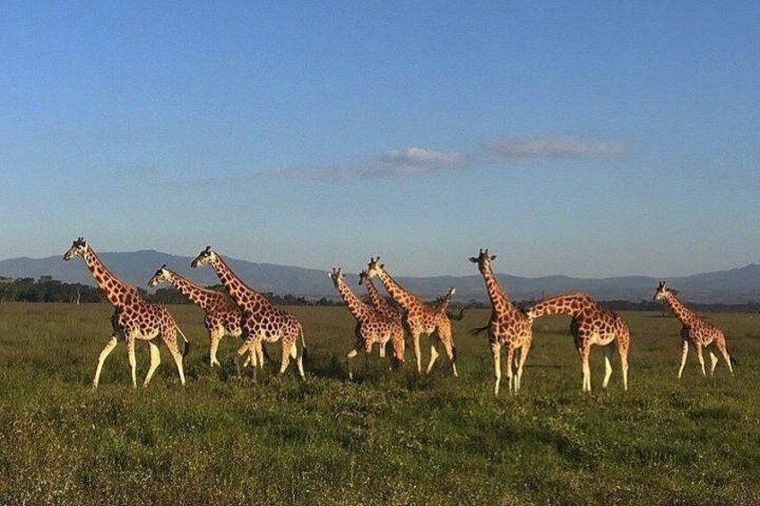 A herd of giraffes in a grassy field with mountains in the background. 1