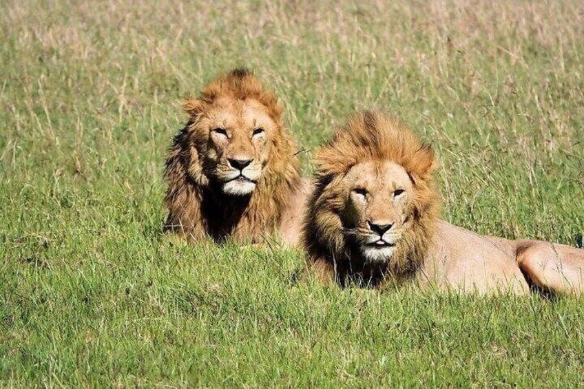 Two lions lying in a grassy field. 4