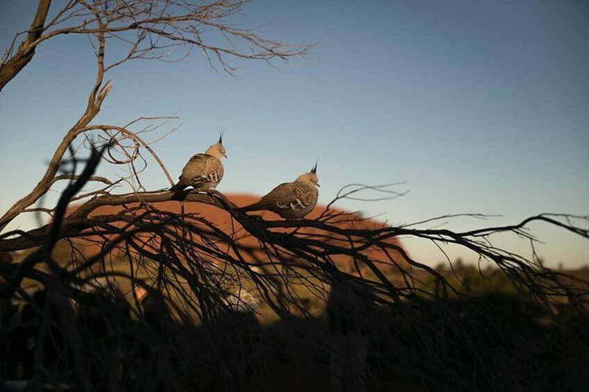 Dos pájaros posados en una rama, con cielo despejado al fondo. 2