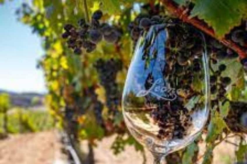 Una copa con uvas colgando de una vid. 5