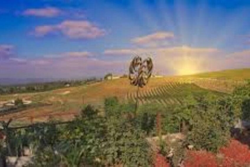 Viñedo con hileras de parras bajo un cielo despejado. 3